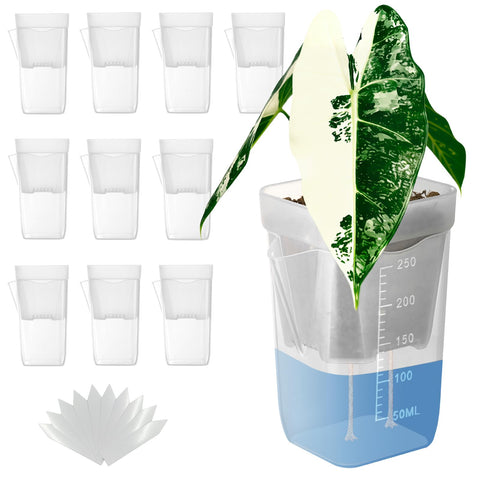 TineDew self-watering pot with clear inner view for root monitoring.