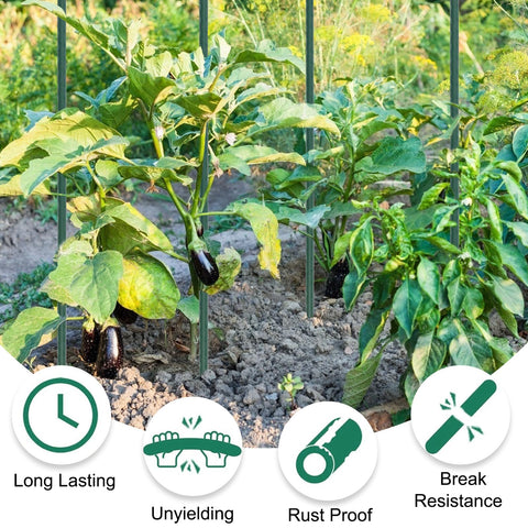 Tingyuan tomato stake guides a heavy branch without bending.