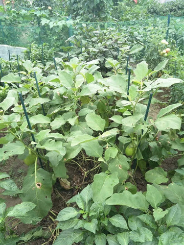Tingyuan pack of 25 garden stakes ready for versatile outdoor use.