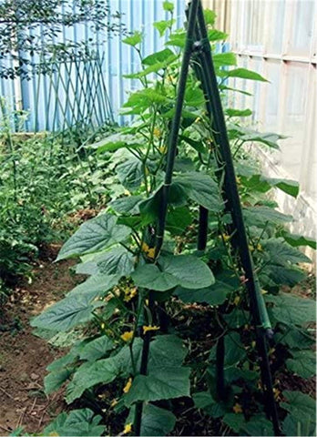 TINGYUAN pack of 25 stakes ensures ample coverage for multiple plants