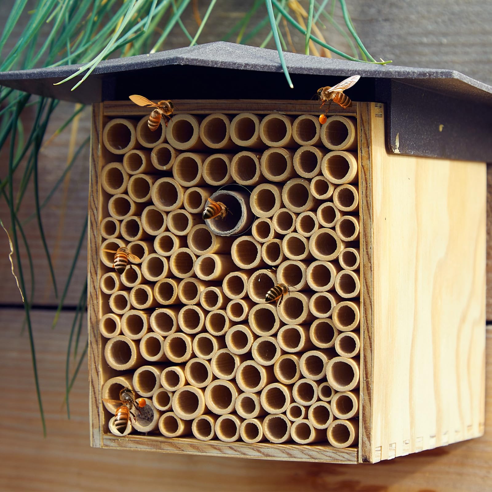 Tinideya pollinator bee habitat supports ecosystem-friendly garden biodiversity.