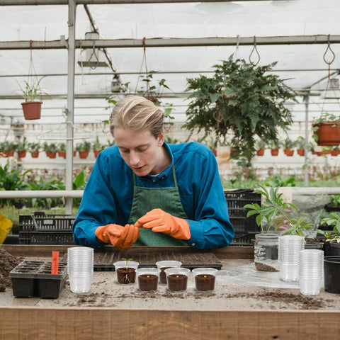 TINSKY 2-inch pot ideal for transplanting and small plant propagation indoors.