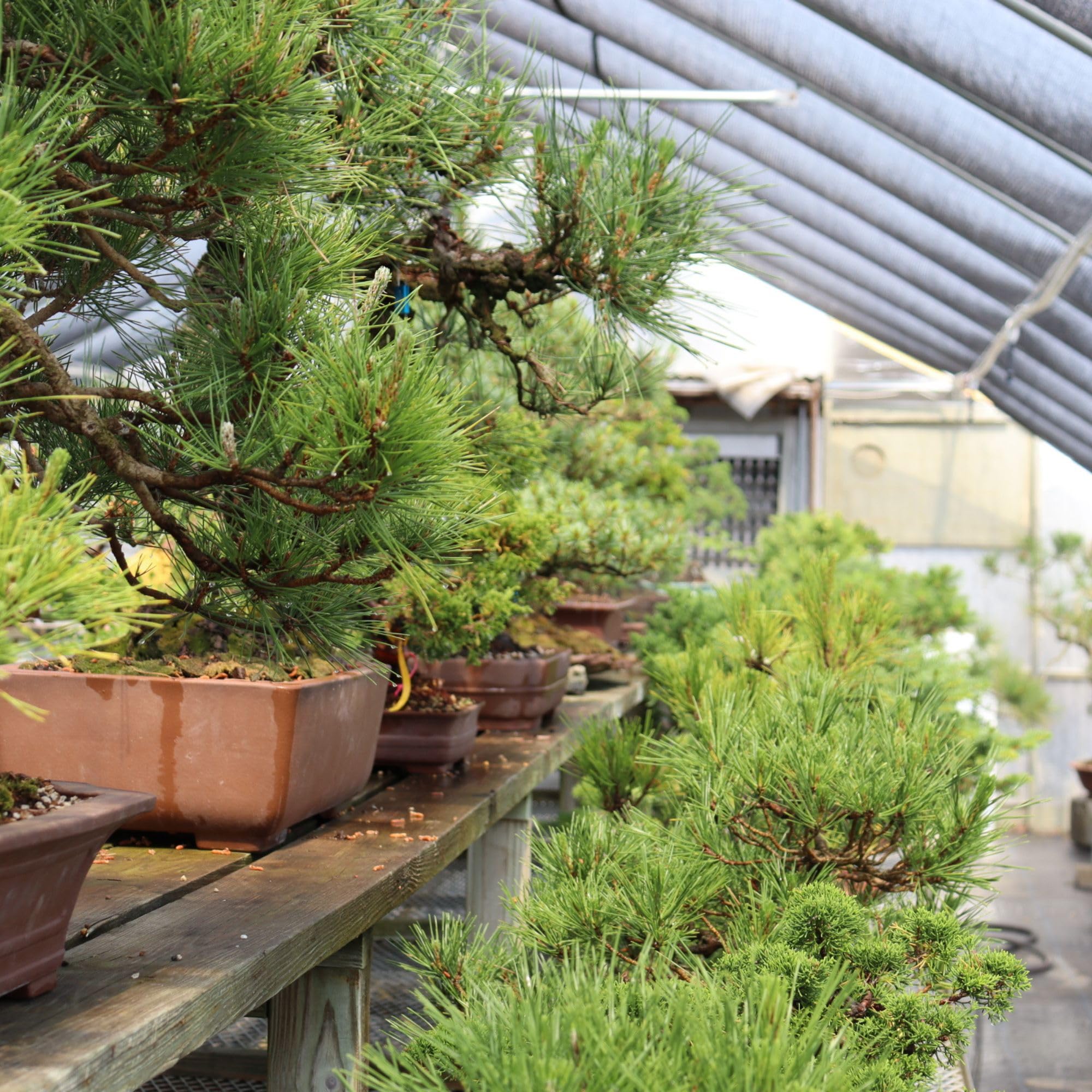 Tinyroots bag open reveals pine bark fines for bonsai