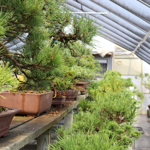 Tinyroots bag open reveals pine bark fines for bonsai