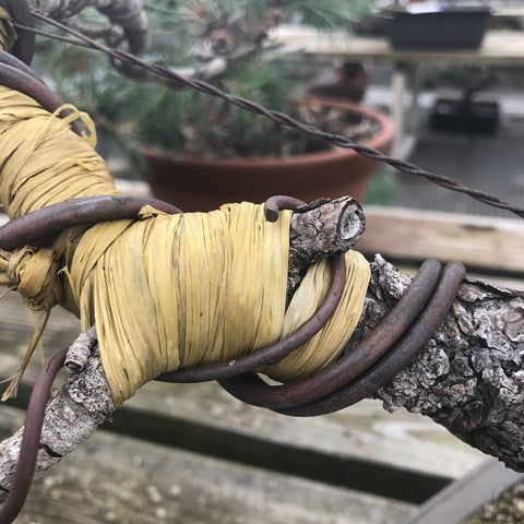Tinyroots Bonsai Raffia wiring aid helps prevent bark damage and scars