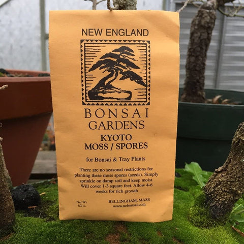 Tinyroots Kyoto moss spores enhance a natural bonsai display.