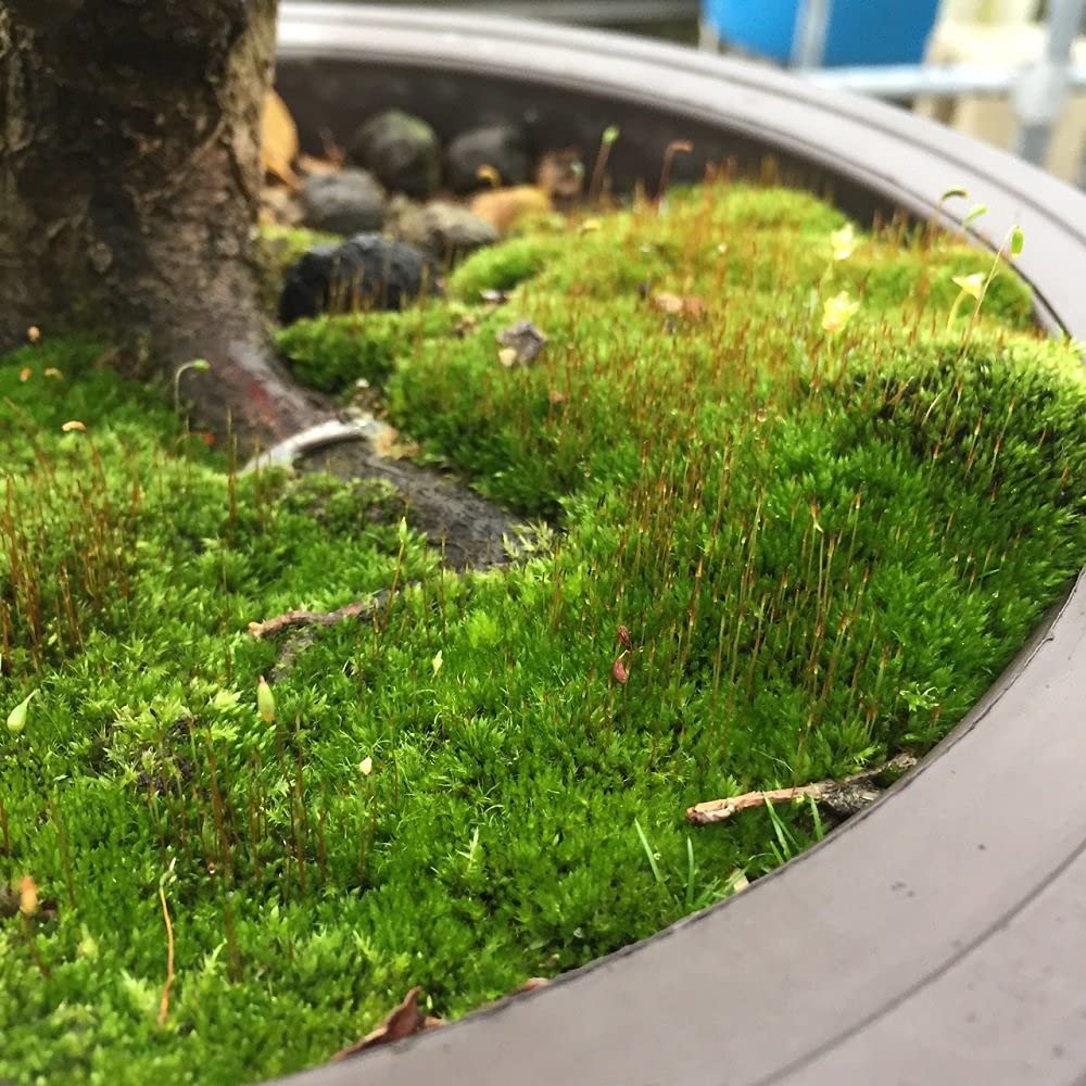 Tinyroots Kyoto moss spores close-up reveals bright velvet texture.