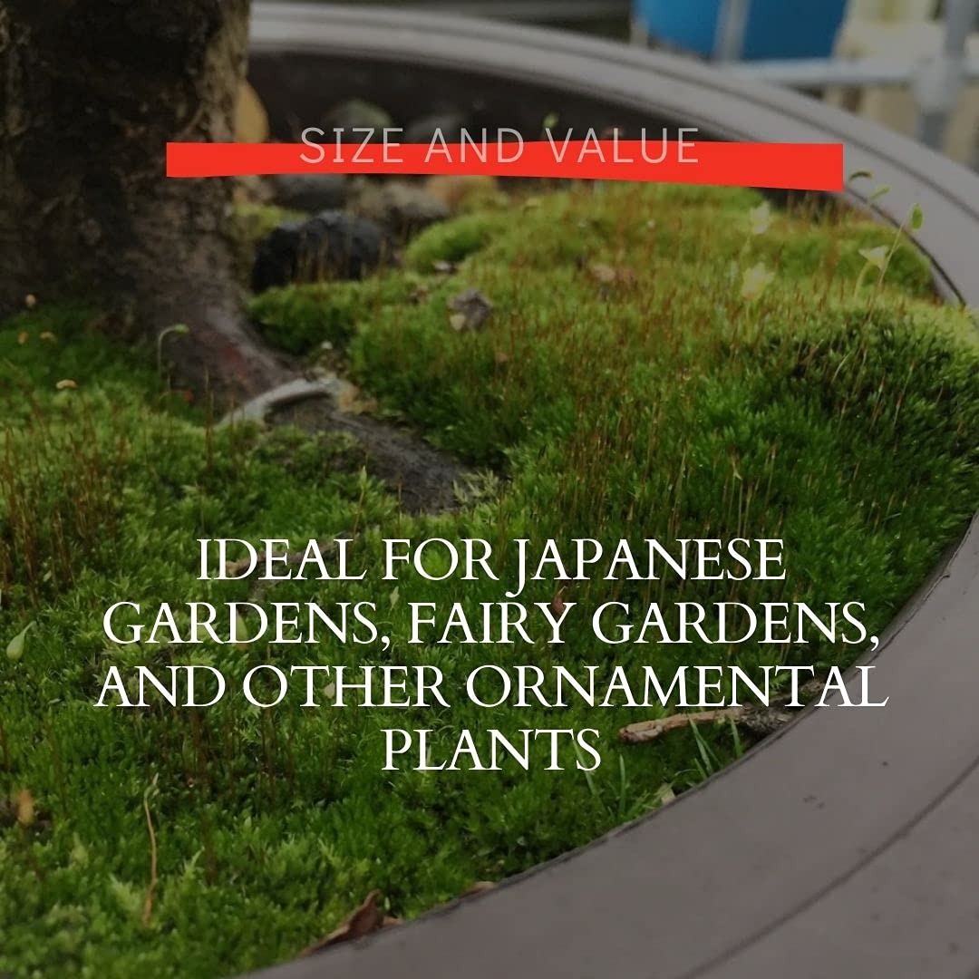 Growing guide included with Tinyroots moss spores.