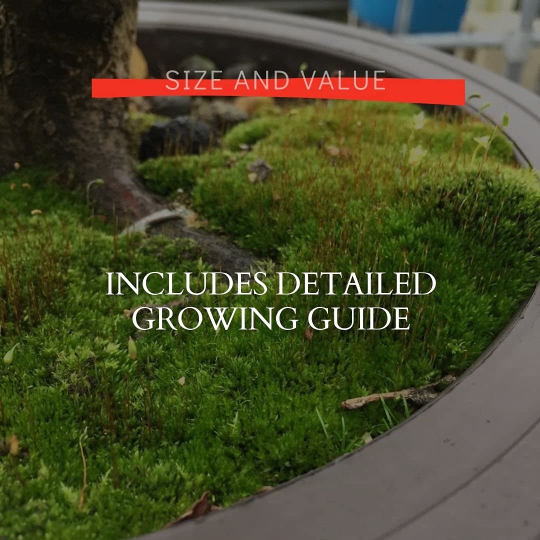 Tinyroots moss spores originate from sterilized soil for clean starts.