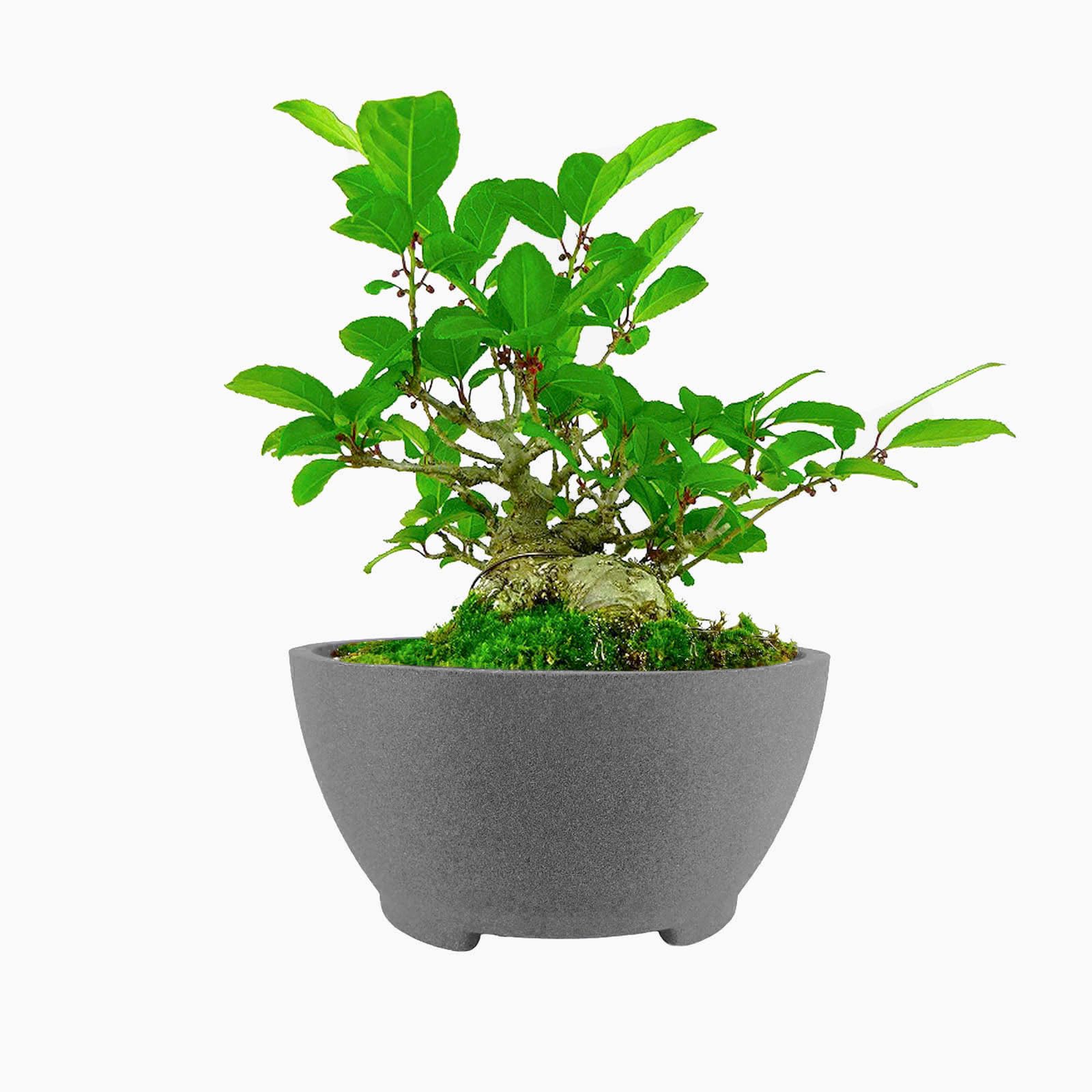 TinyVISTA 8.26-inch gray bonsai pot with drainage holes for healthy root airflow.