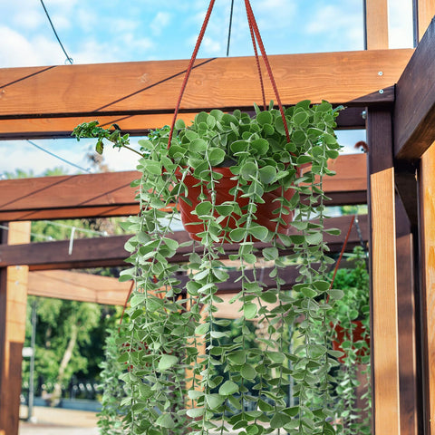 Durable detachable hooks for easy, balanced ceiling or wall hanging.