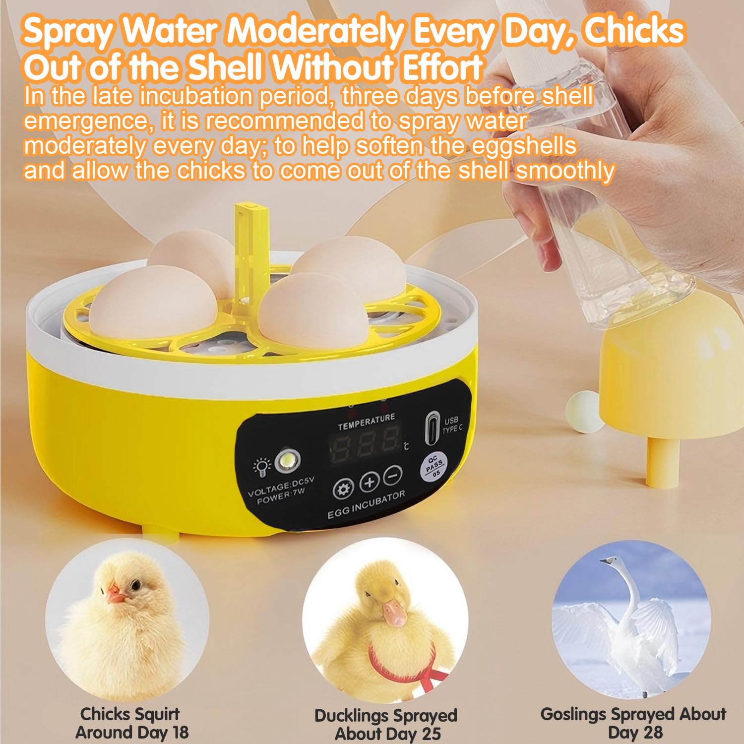 Tissting educational tool for science projects and backyard chicken curiosity