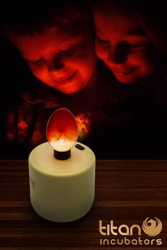 Titan Incubators candling eggs of different species for versatile incubation checks.
