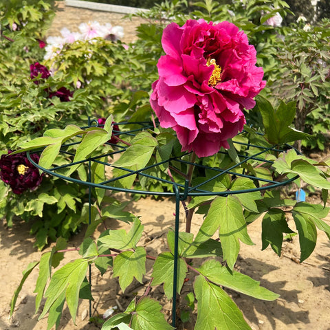 TIyneayle six-pack rings simplify garden planning and plant support.