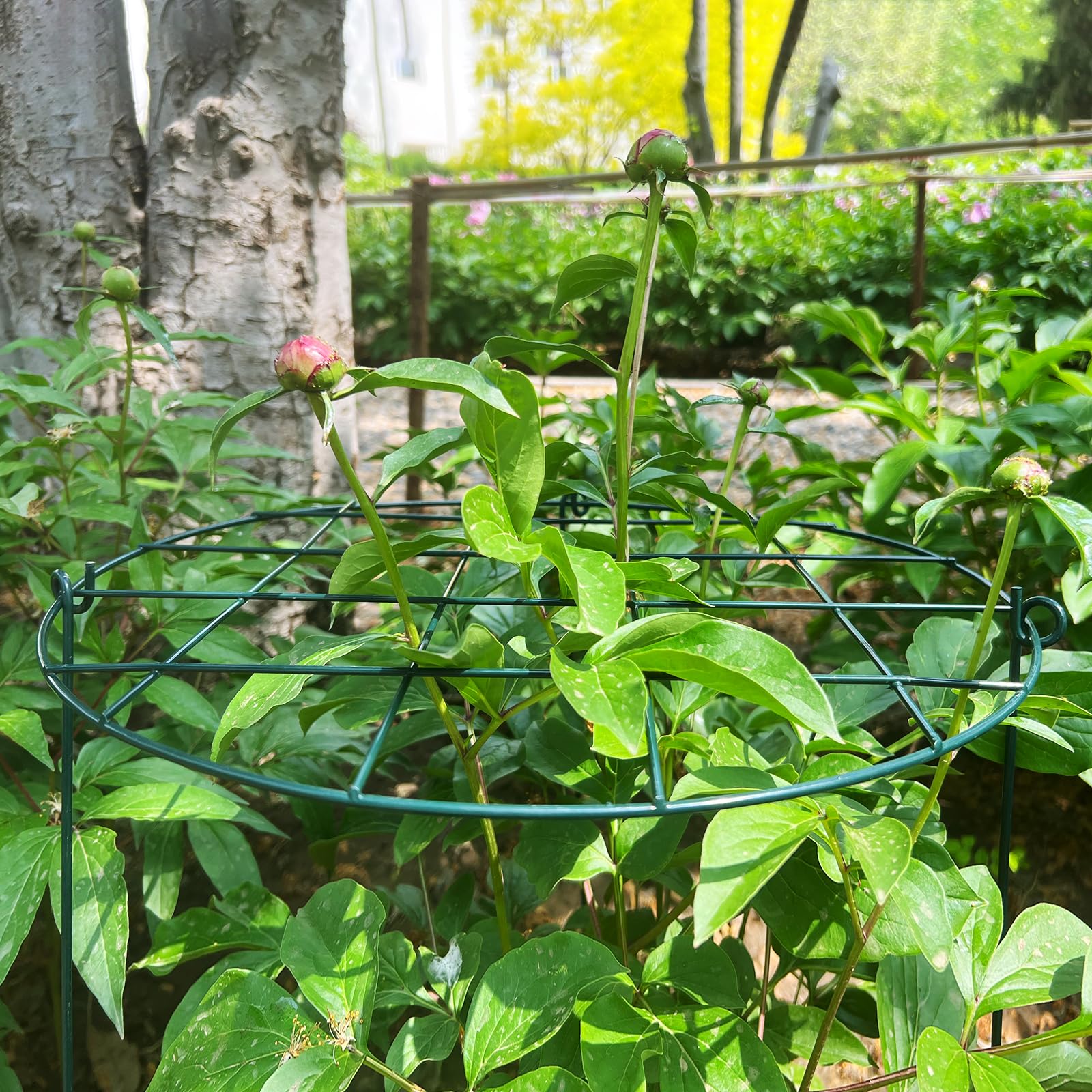 TIyneayle 16x24 inch ring ideal for garden beds and planters.