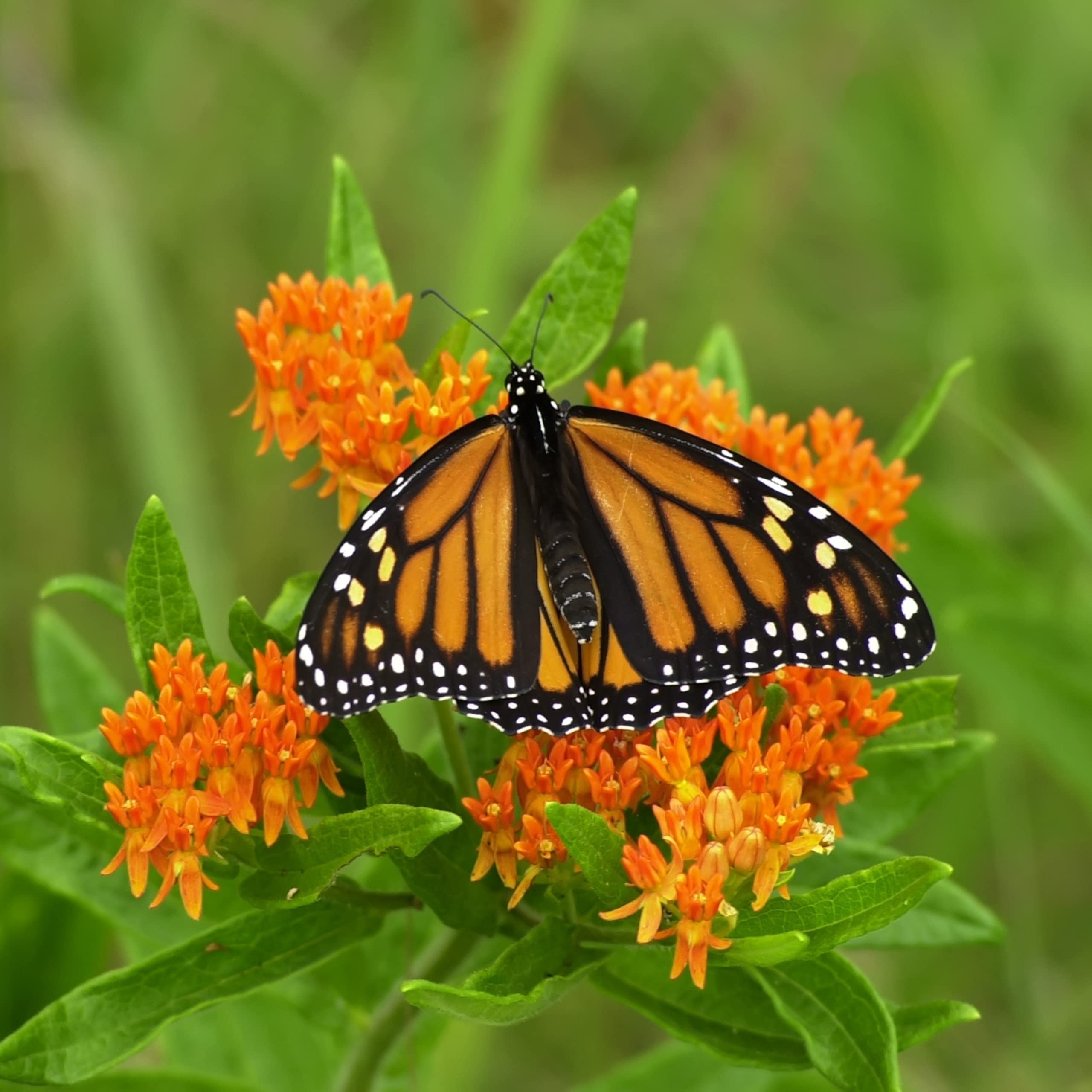 Vibrant habitat with nectar-rich blooms for pollinators.