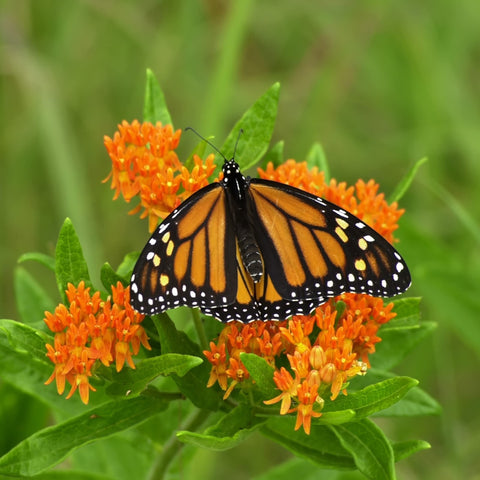 Vibrant habitat with nectar-rich blooms for pollinators.