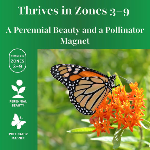 Drought-tolerant perennial thrives in zones 3-9 for easy care.