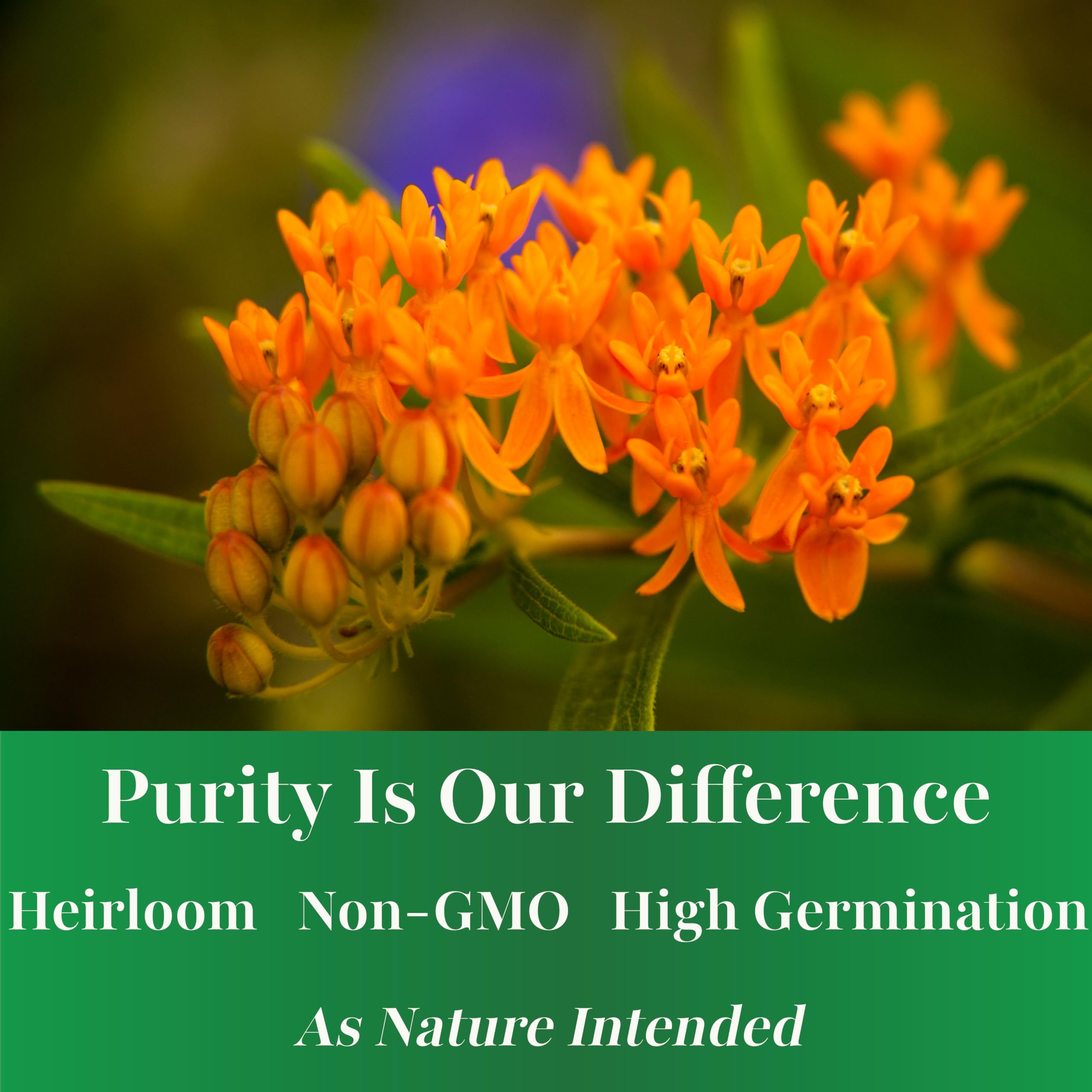 TKE Farms Butterfly Milkweed orange blooms emerge in 70-90 days, brightening borders.