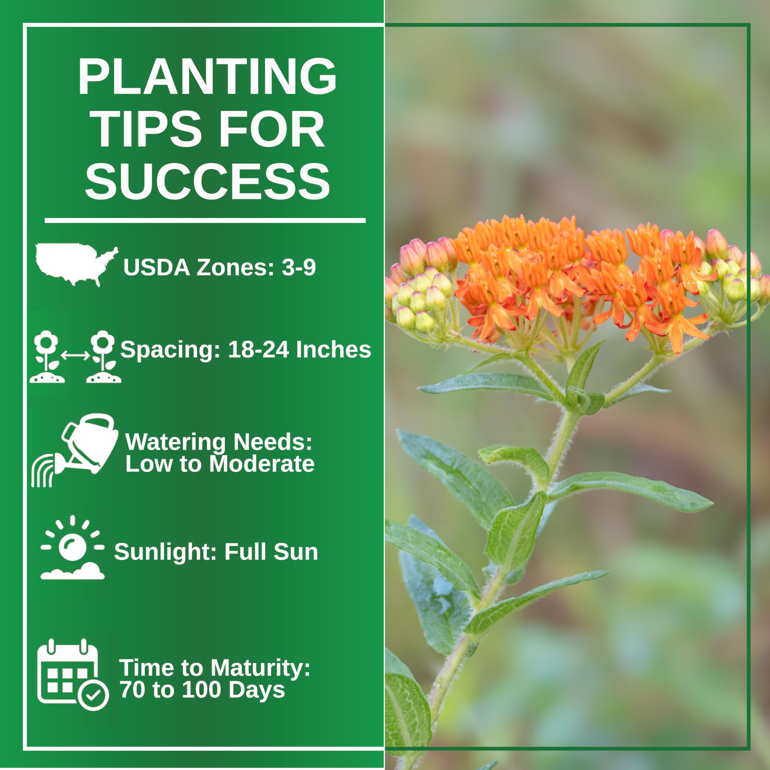 TKE Farms Butterfly Milkweed seeds show over 100 seeds for strong germination.
