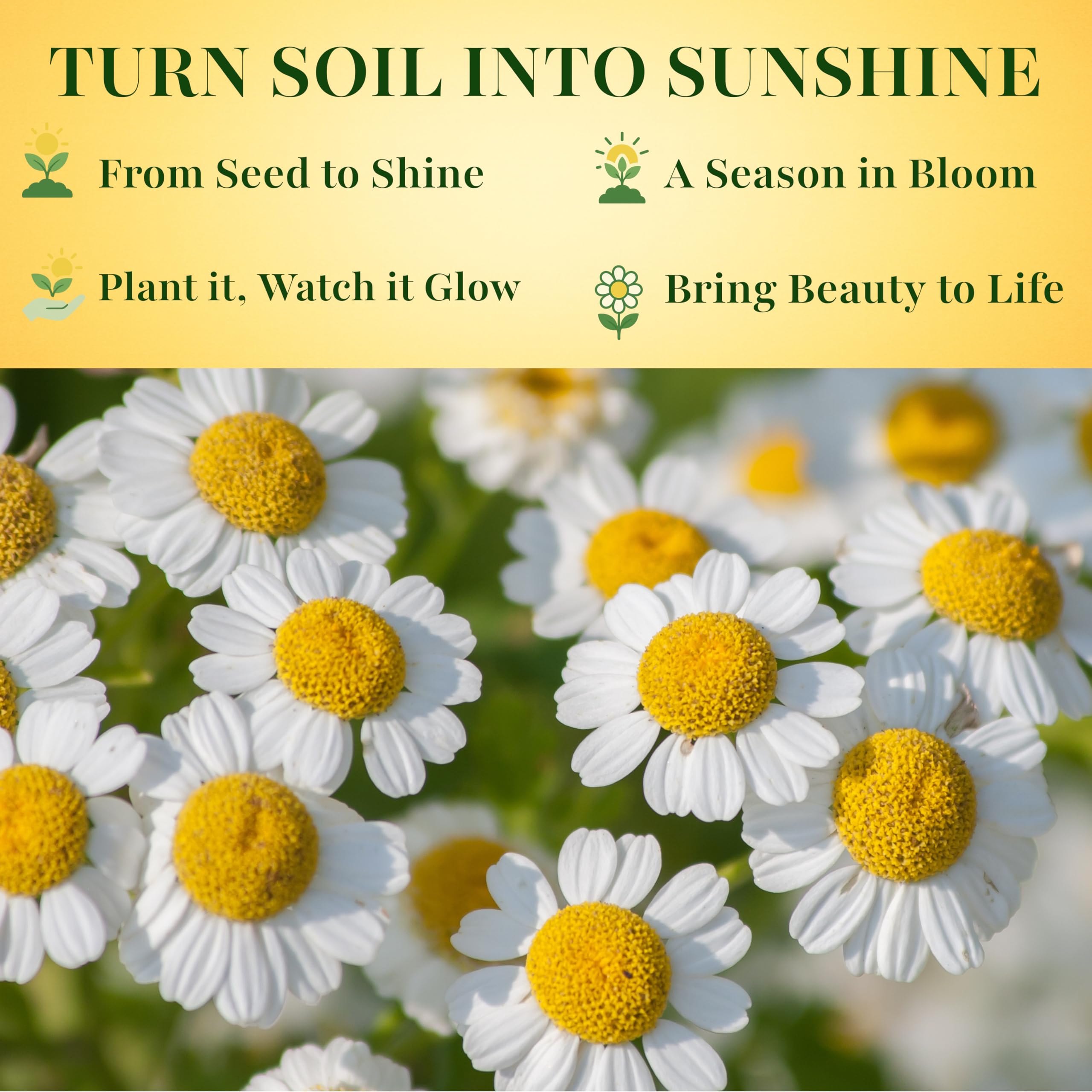 TKE Farms feverfew flower closeup showcasing daisy-like blooms and garden charm.