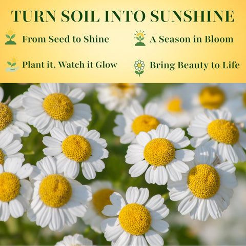 TKE Farms feverfew flower closeup showcasing daisy-like blooms and garden charm.