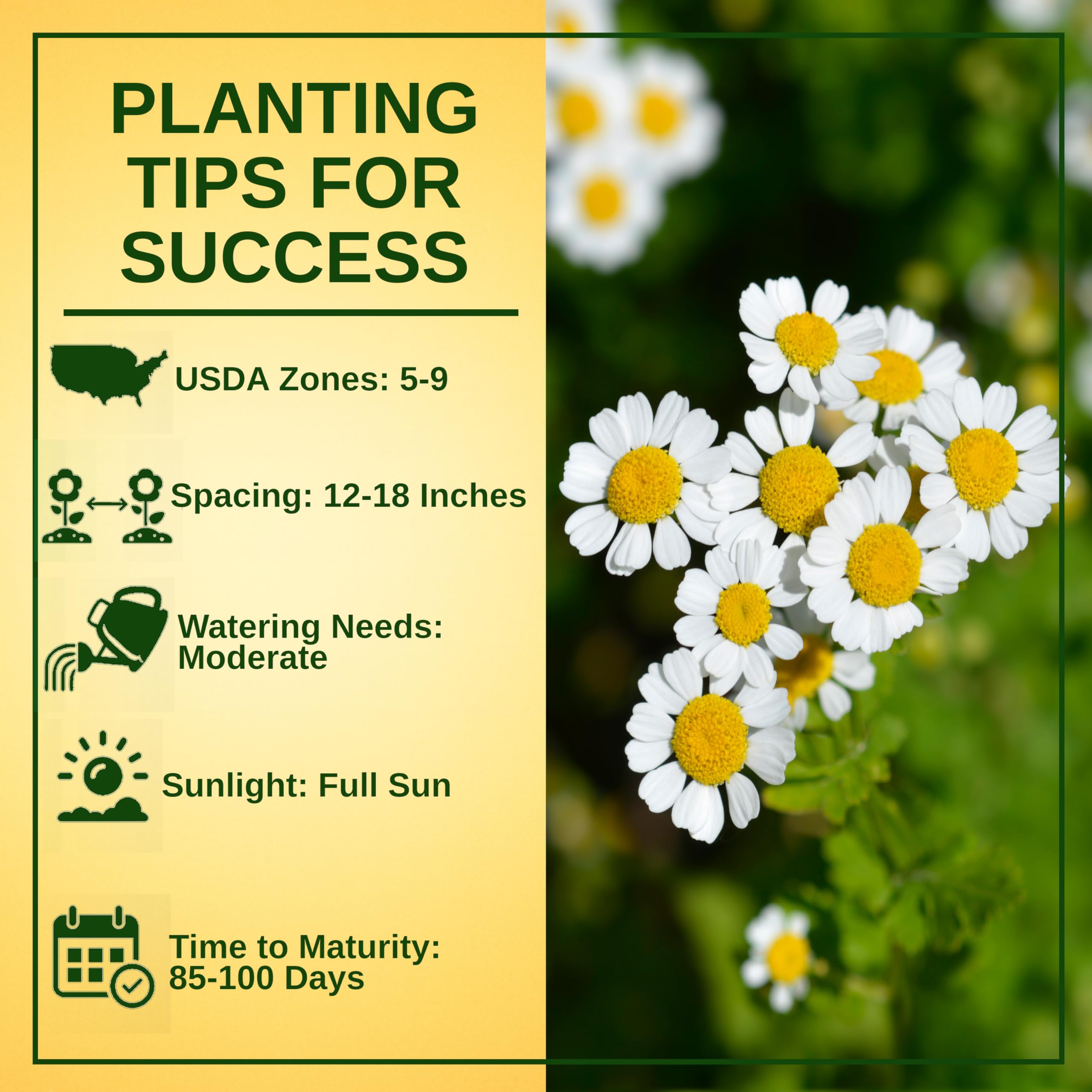 TKE Farms feverfew garden with pollinators attracted by bright blooms.