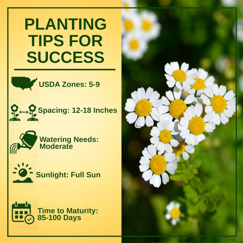 TKE Farms feverfew garden with pollinators attracted by bright blooms.