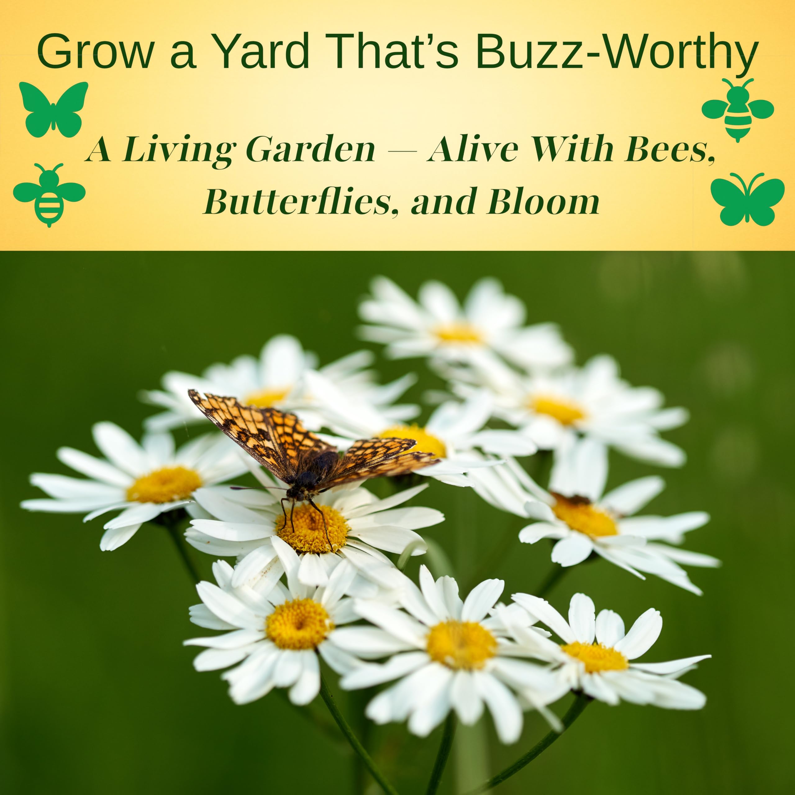 TKE Farms feverfew in a container garden with full sun exposure.