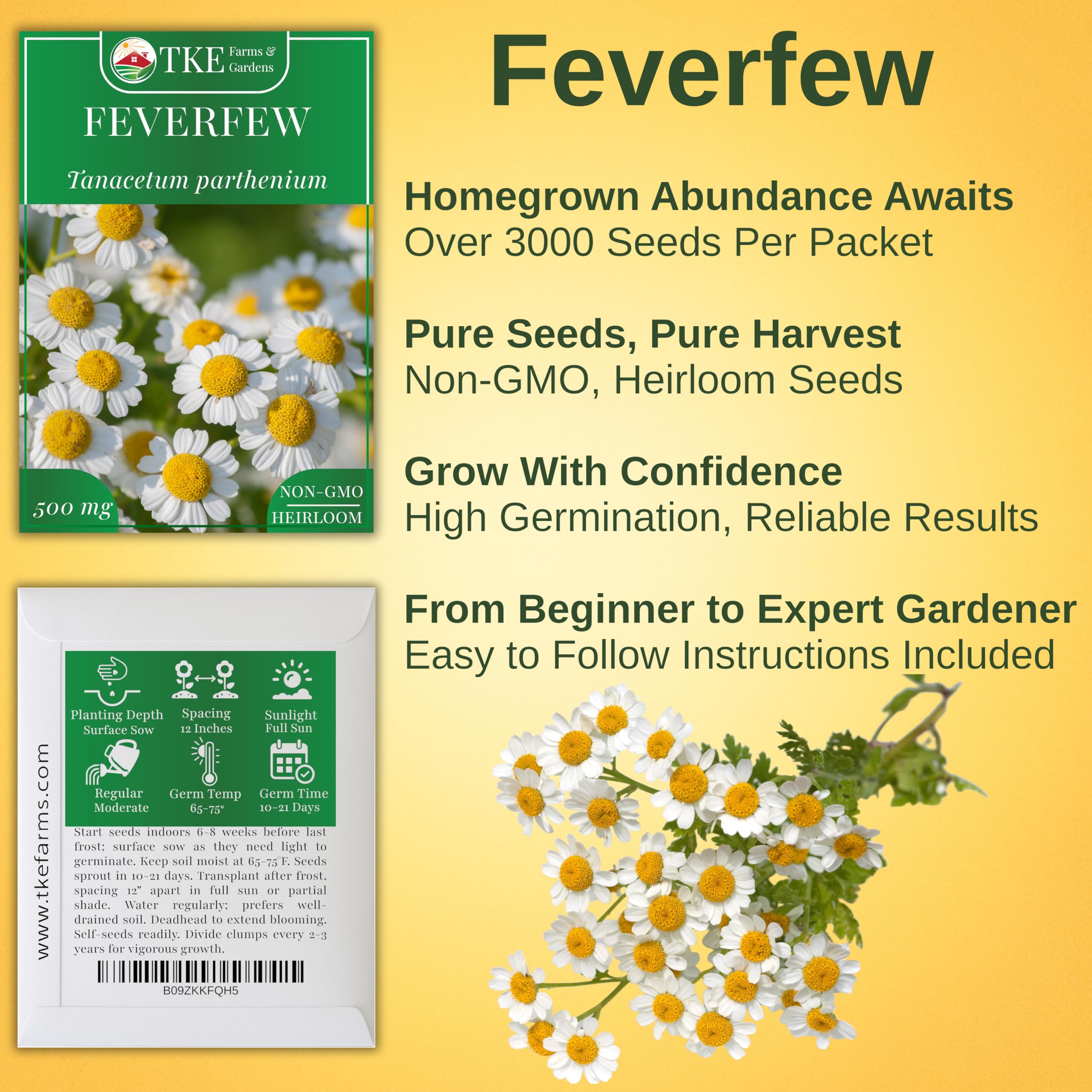 TKE Farms feverfew seeds closeup emphasizing premium non-GMO heritage.