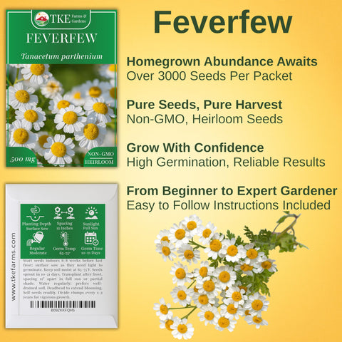 TKE Farms feverfew seeds closeup emphasizing premium non-GMO heritage.