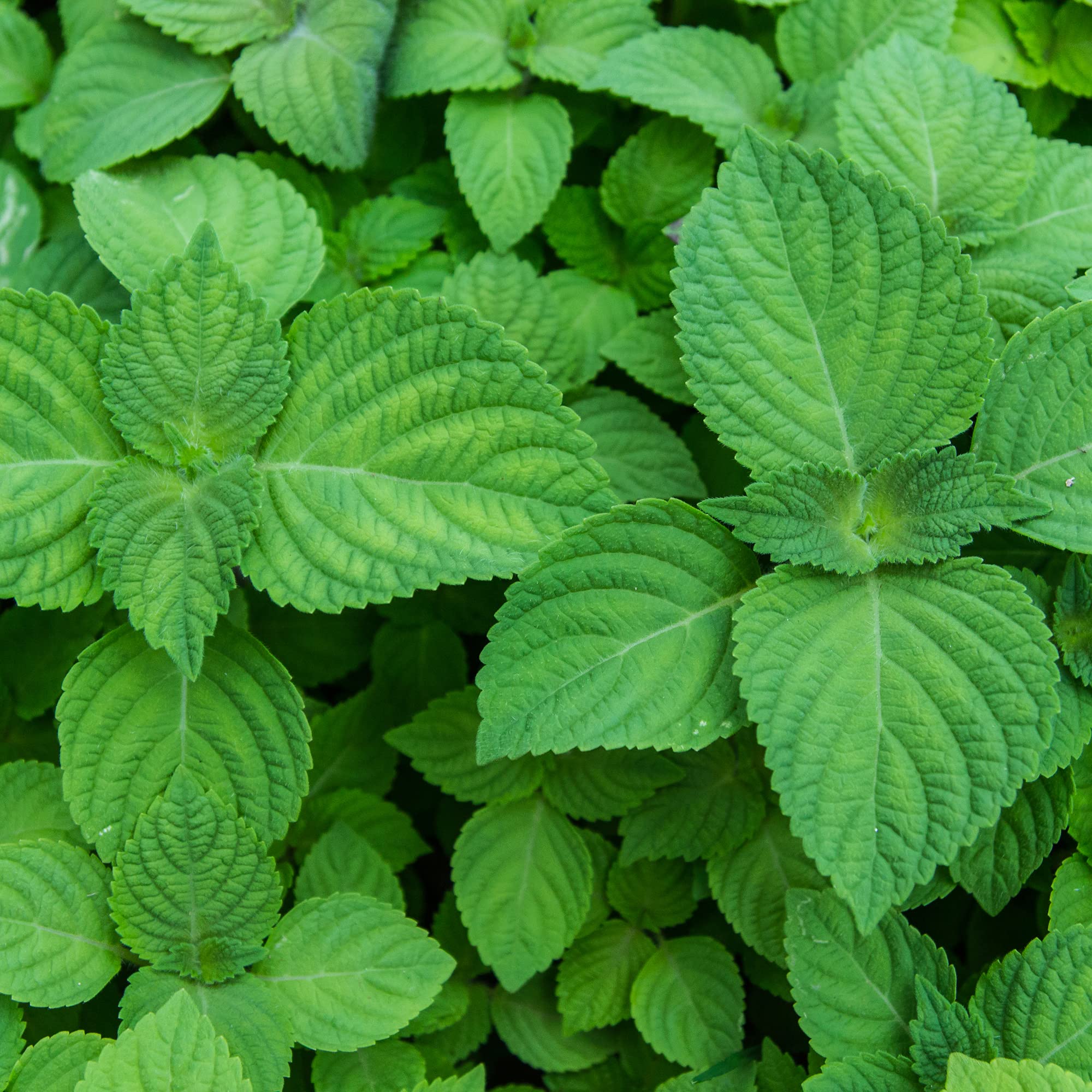 Close-up of shiso leaves showing vibrant green color and aromatic scent.