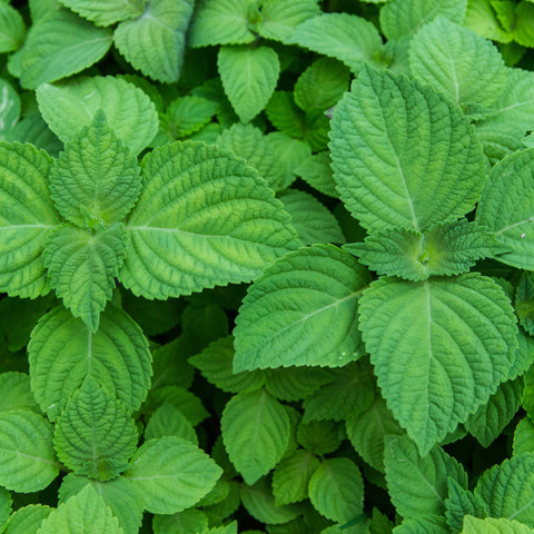 Close-up of shiso leaves showing vibrant green color and aromatic scent.