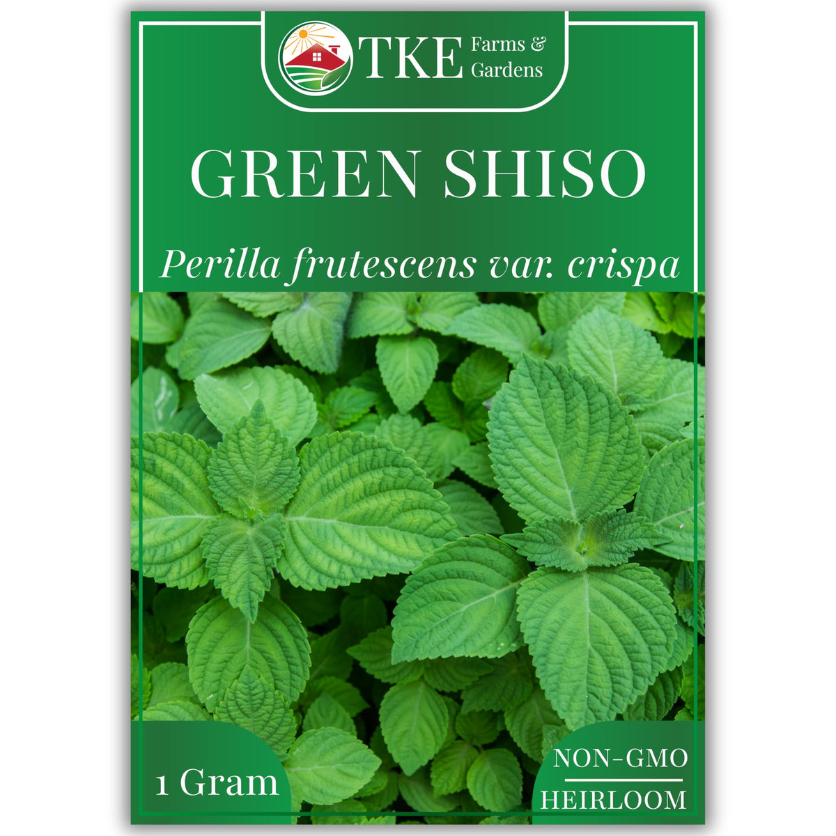 TKE Farms & Gardens green shiso seeds pack for reliable germination and abundant harvest.