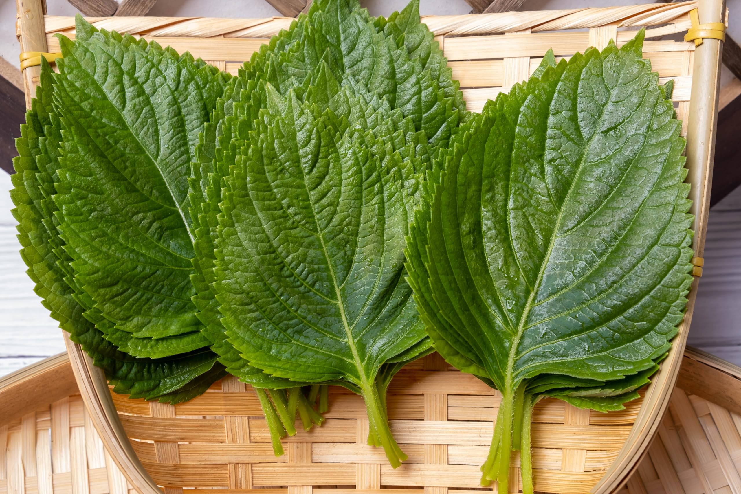 Indoor-outdoor garden setup with shiso thriving in a sunny window.