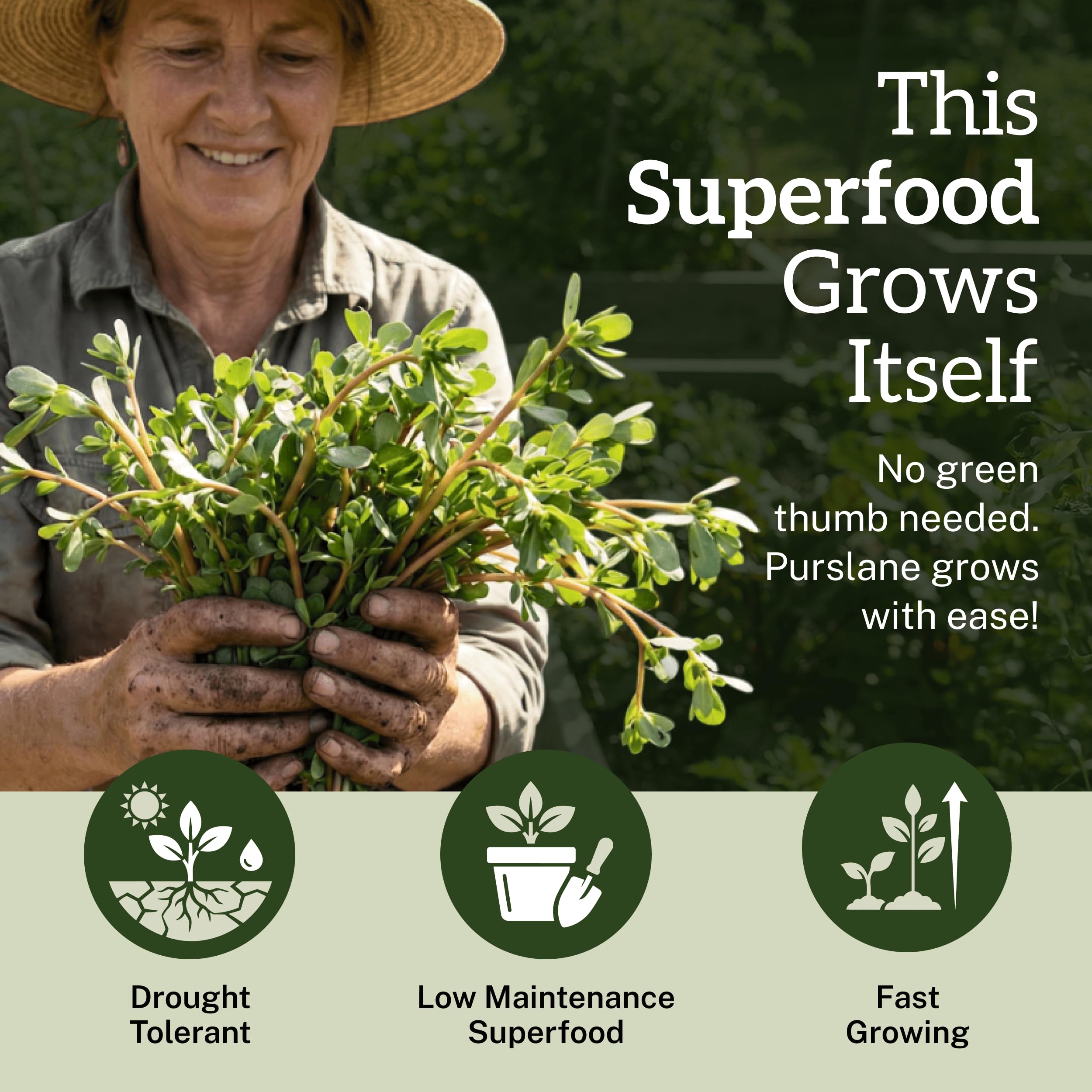 TKE Farms purslane leaves image highlights omega-rich edible leaves