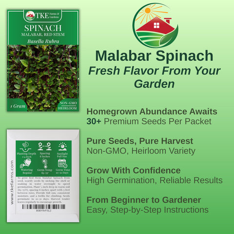 TKE Farms & Gardens Red Malabar Spinach climbing on a trellis for vertical gardening