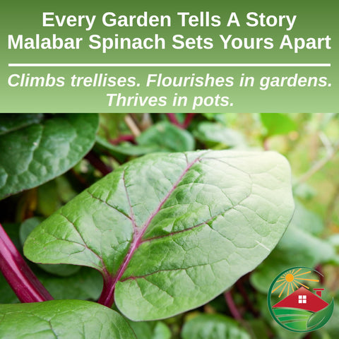 Fresh Malabar spinach leaves close-up, ready for stir-fries and salads