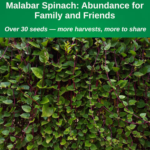 Malabar spinach on a trellis in a compact vertical garden setup