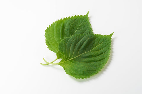 Shiso adds peppery aroma to a fresh salad with bright greens.