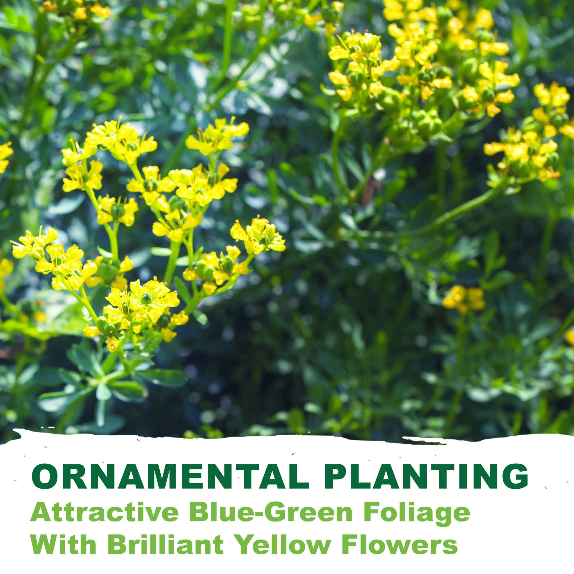 Rue plant border idea with bluish-green foliage
