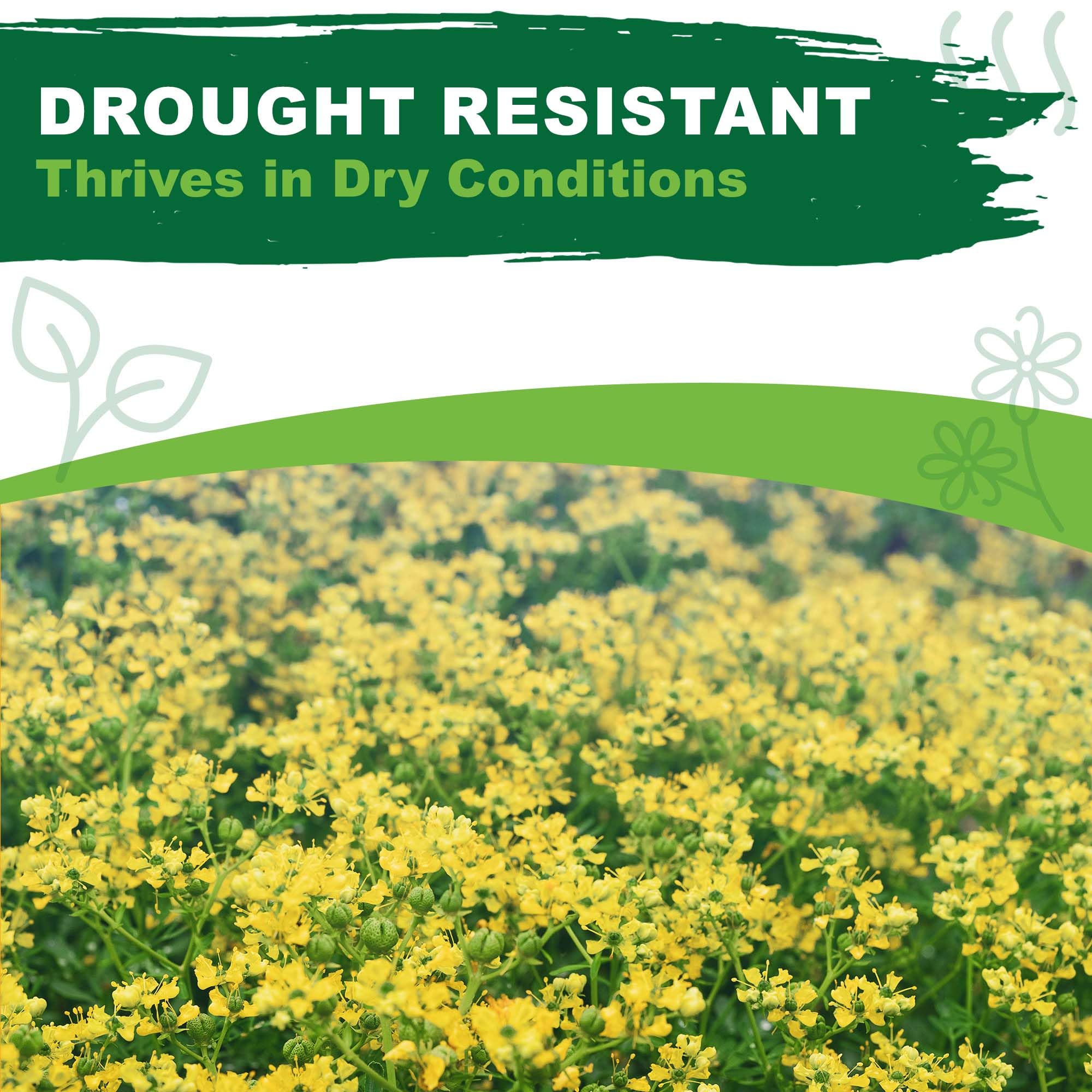 Rue seed packet includes planting instructions for guidance