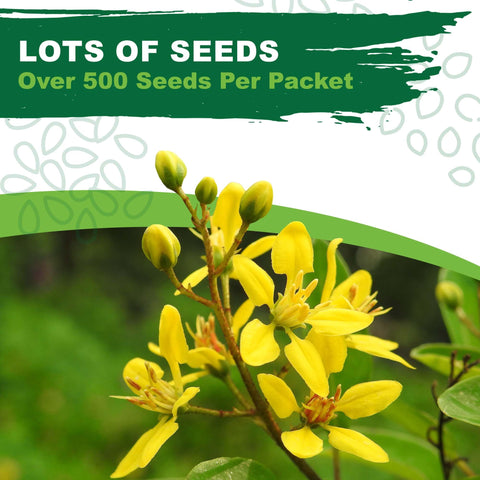 Rue seeds 1g close-up showing heirloom packaging and non-GMO claim