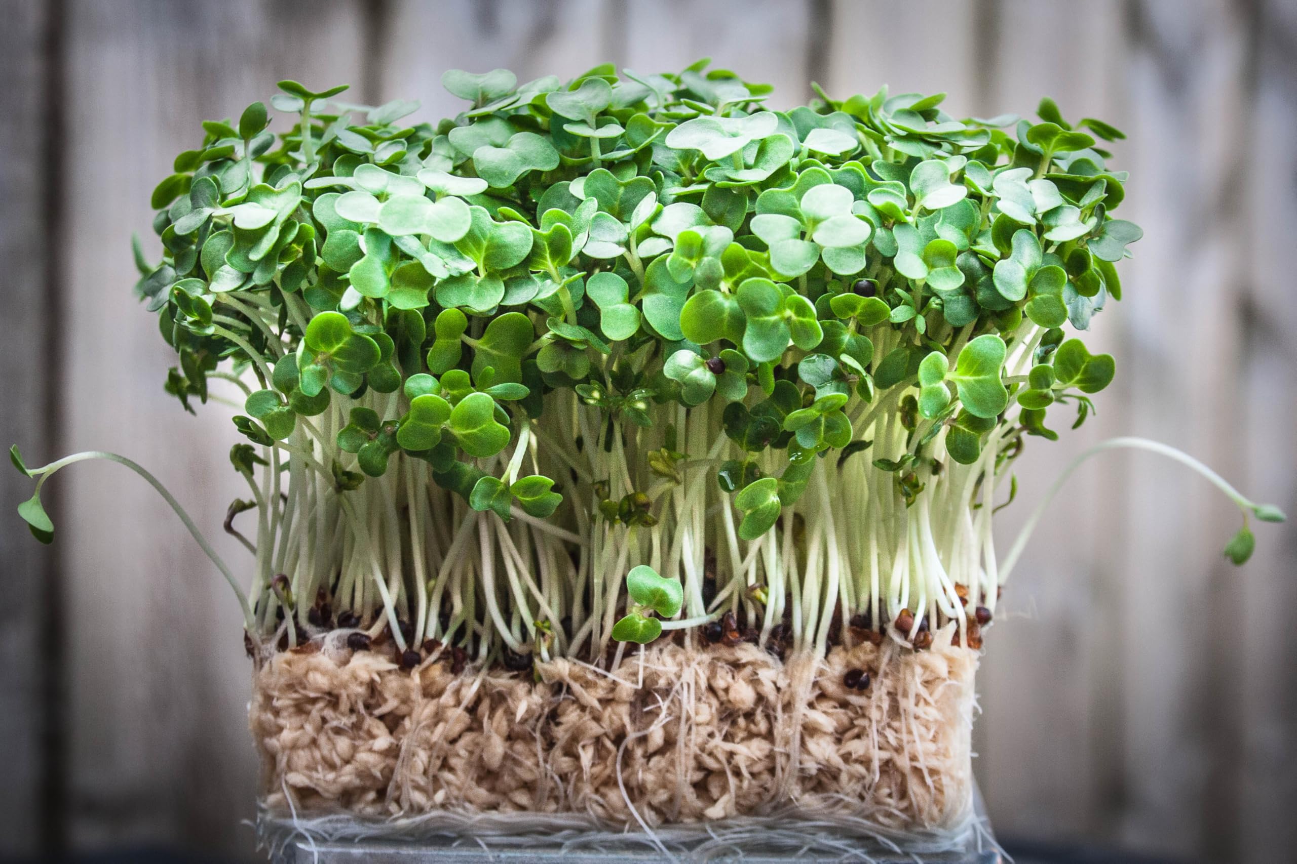 Indoor-friendly growth for TKE Farms Watercress seeds yields fresh greens.