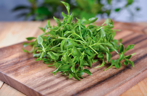 Clear planting instructions help you grow with TKE Farms Watercress.