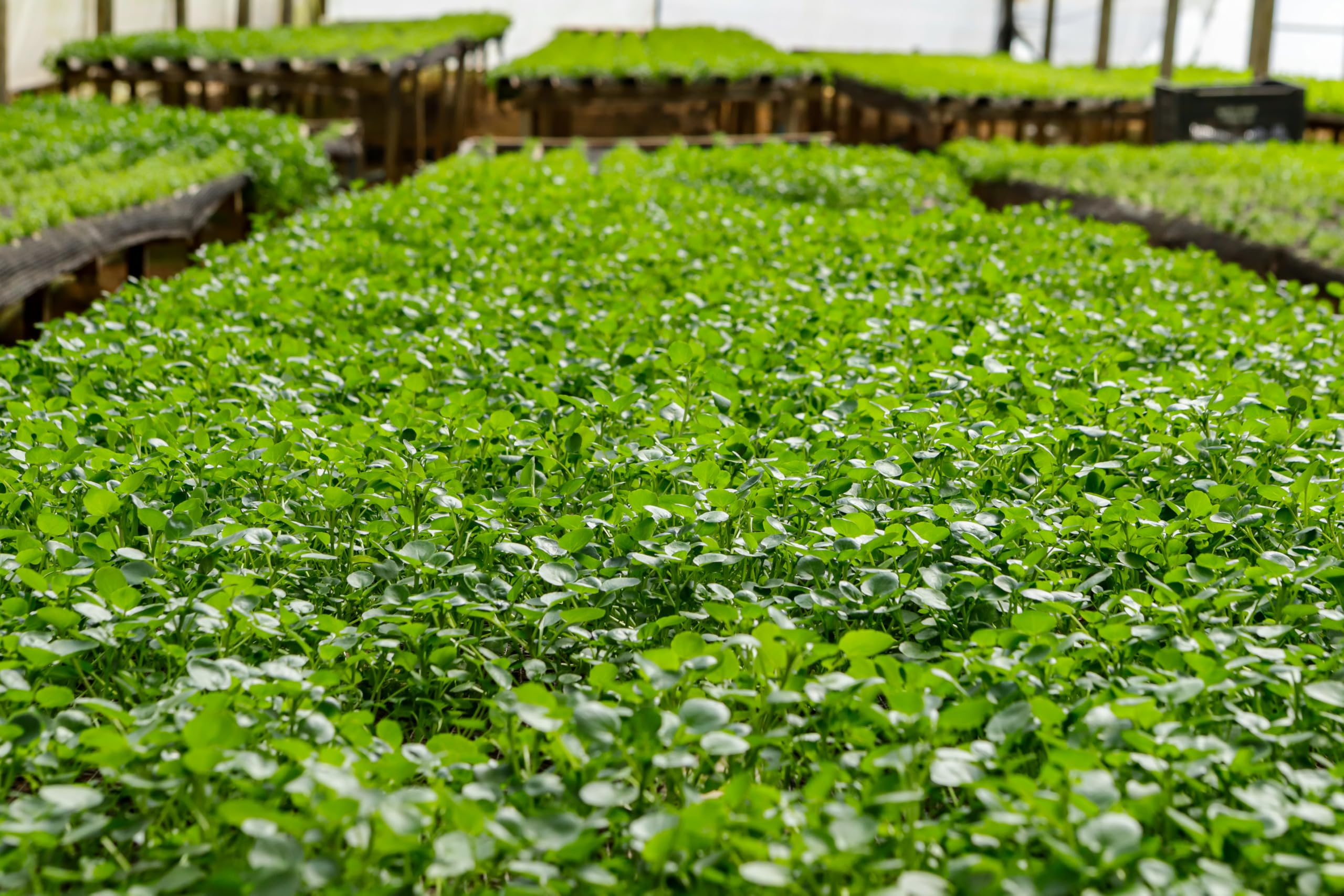 TKE Farms Watercress seeds germination guide supports a healthy start.