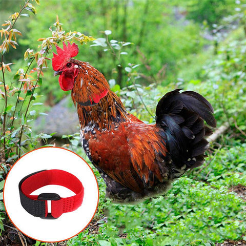 Tkocisa color-pack rooster collars in black, red, blue for style and visibility.