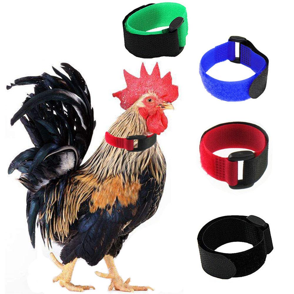 Tkocisa no-crow rooster collar reduces crowing noise for neighbors