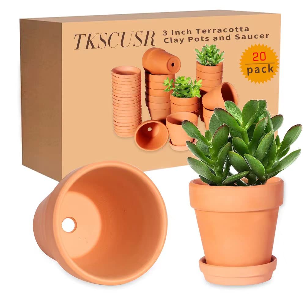 Succulent display using 3-inch terracotta pots with saucers.