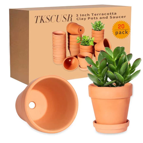 Succulent display using 3-inch terracotta pots with saucers.